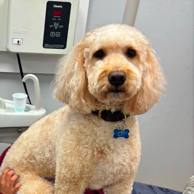 Dental Village Associates, PC | Implant Restorations, Extractions and Dental Sealants