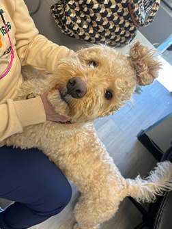 Dental Village Associates, PC | Oral Exams, Night Guards and Sports Mouthguards